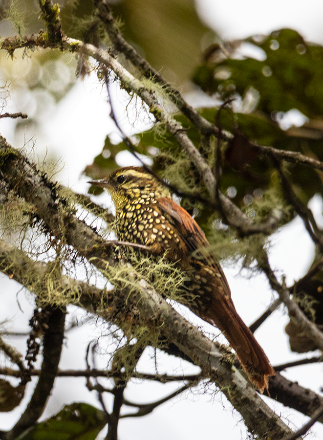 Pearled Treerunner - ML639614111