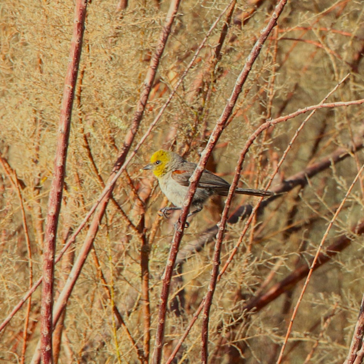 Verdin - ML639614172