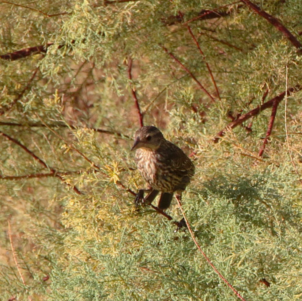 Red-winged Blackbird - ML639614218