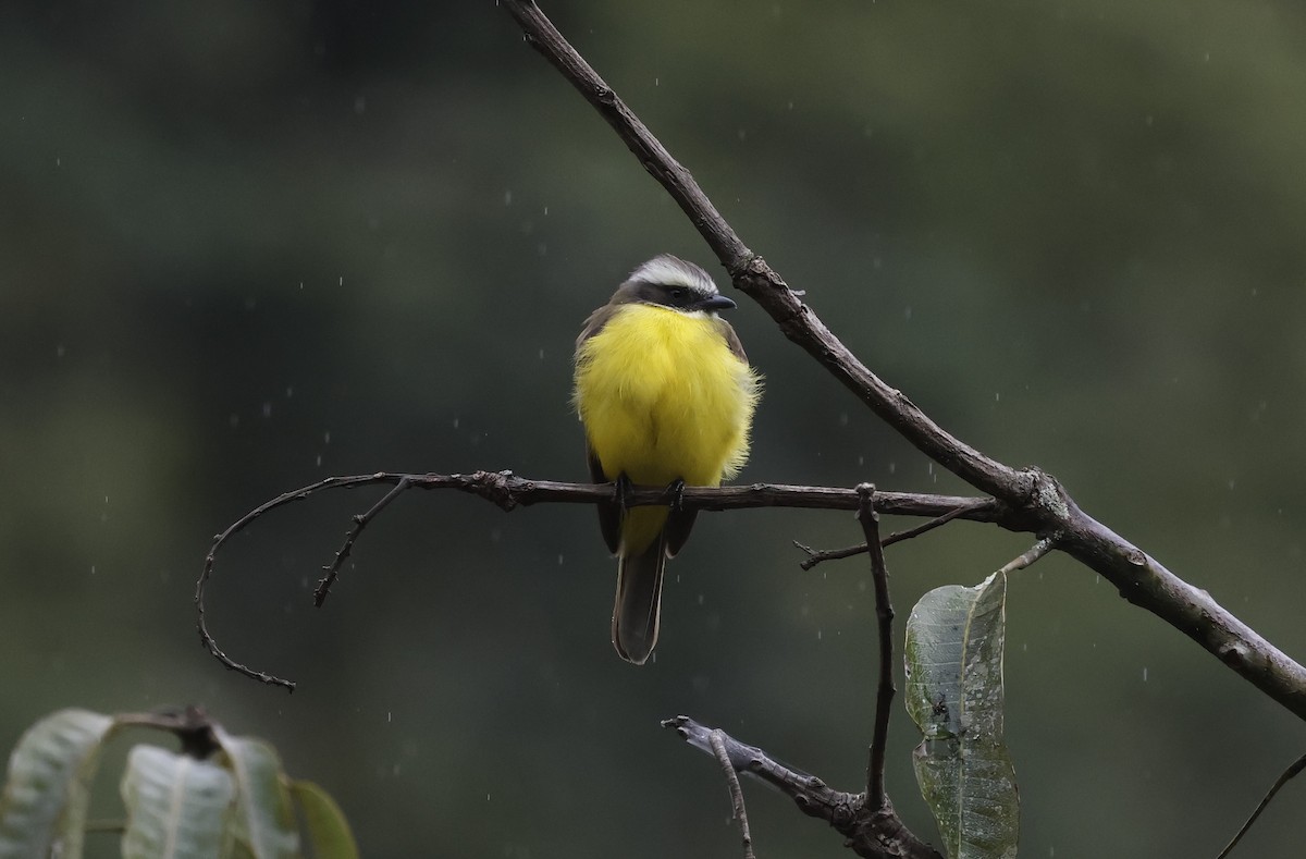 Social Flycatcher - ML639614228