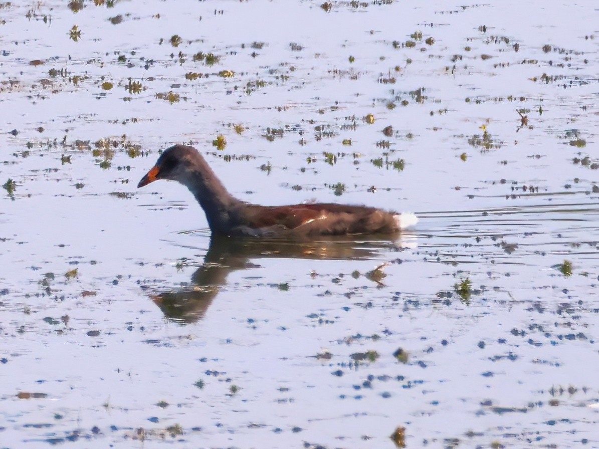 Common Gallinule - ML639614248
