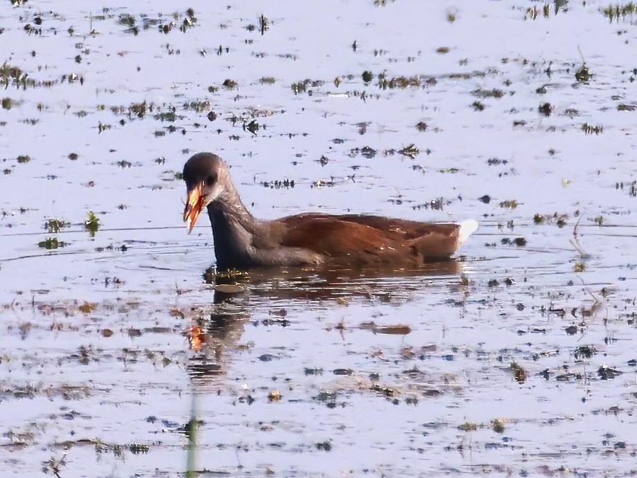 Common Gallinule - ML639614249