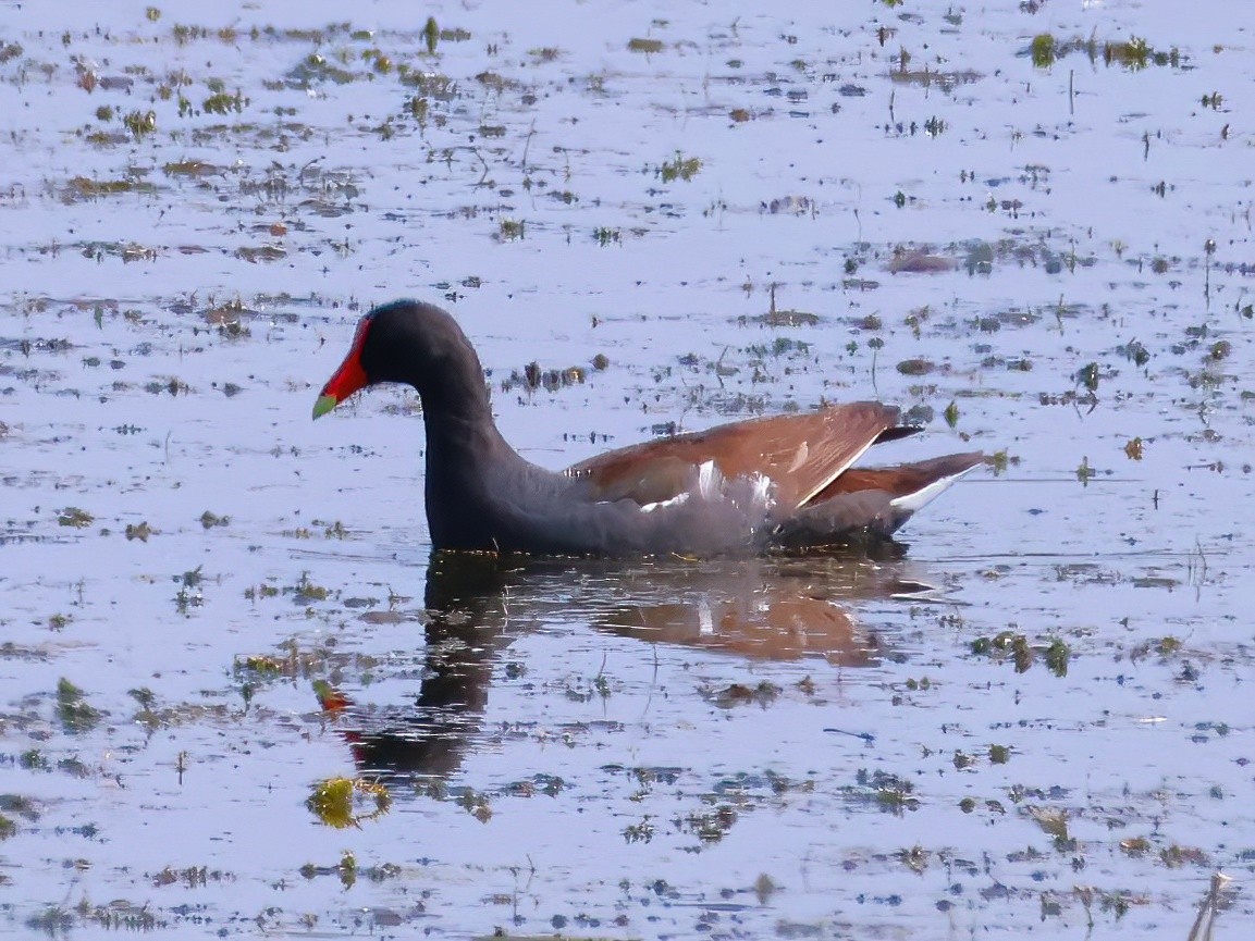 Common Gallinule - ML639614250