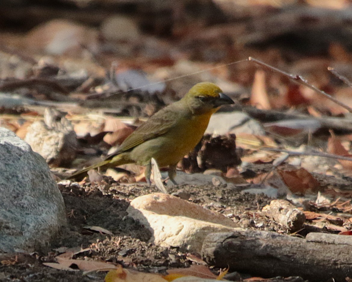 Summer Tanager - ML639614252