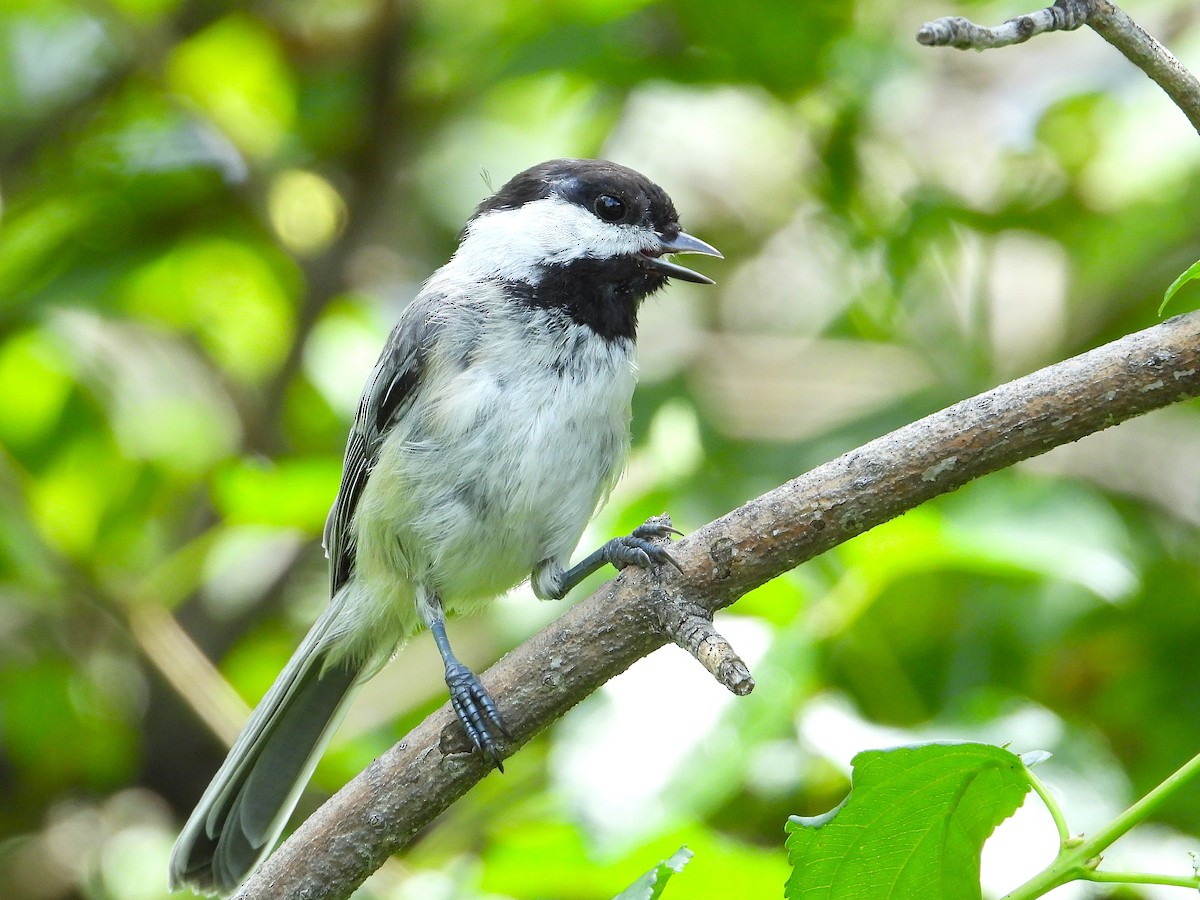 Black-capped Chickadee - ML639614274