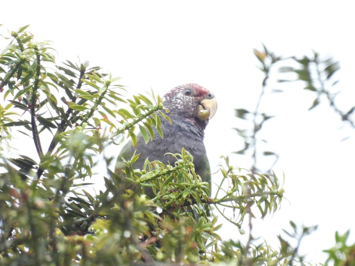 バラガシラインコ - ML639614317