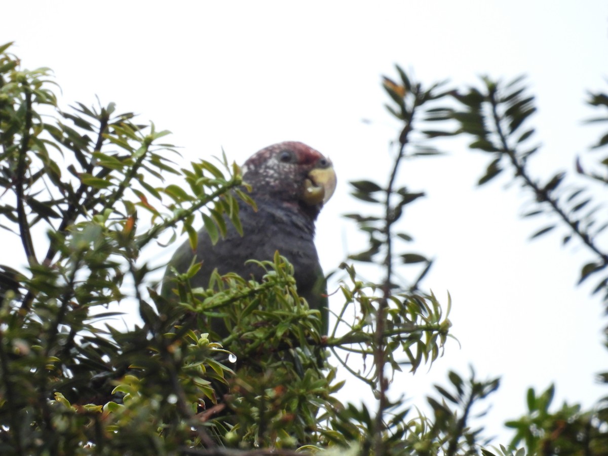 バラガシラインコ - ML639614320