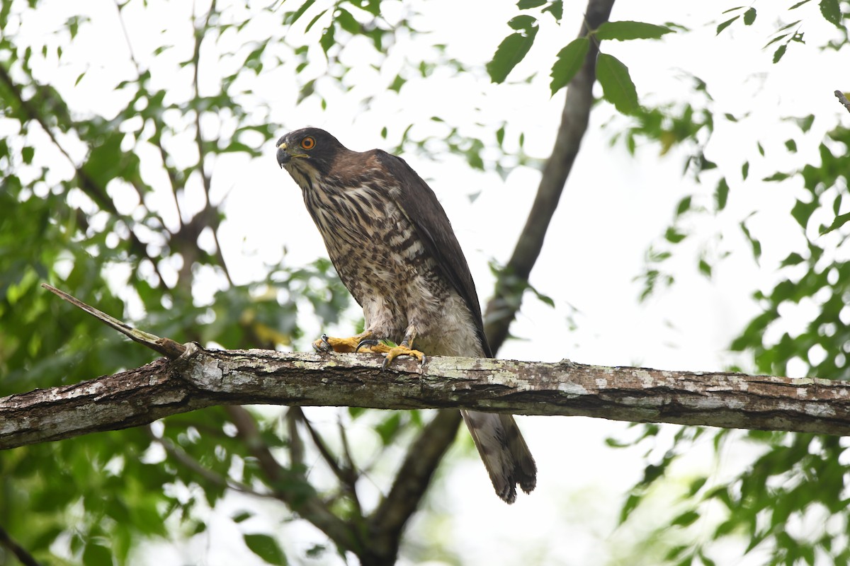 Crested Goshawk - ML639614329