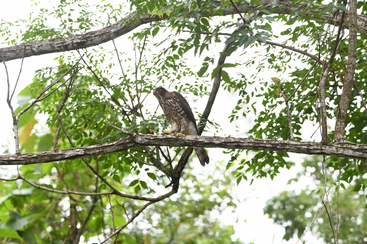 Crested Goshawk - ML639614332