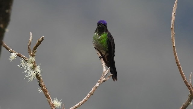 Purple-backed Thornbill - ML639614405