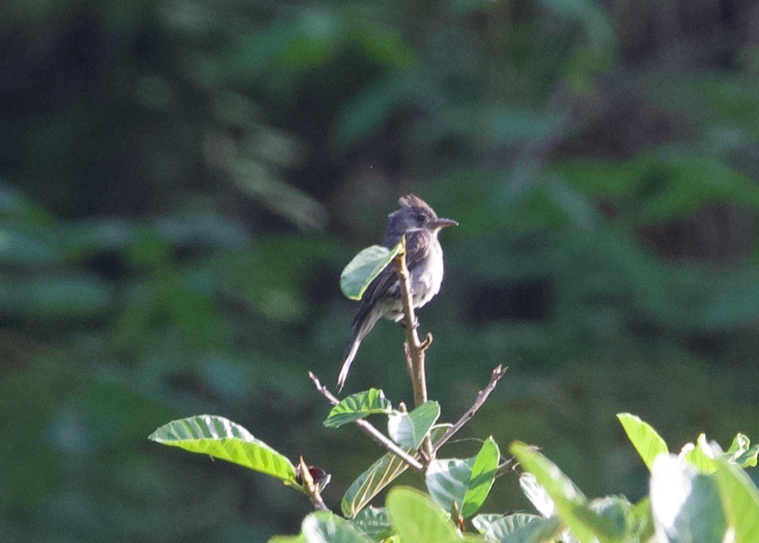 Tumbes Pewee - ML639614501