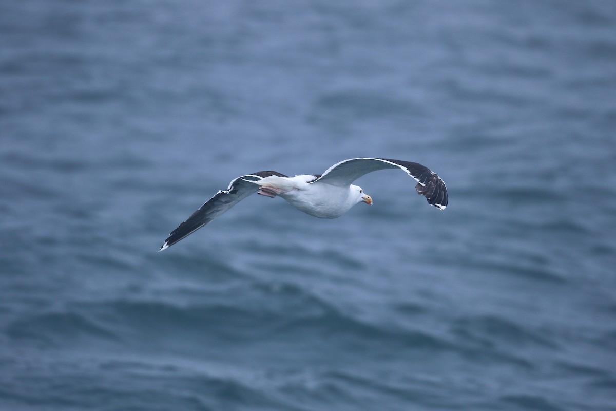 Great Black-backed Gull - ML639614659