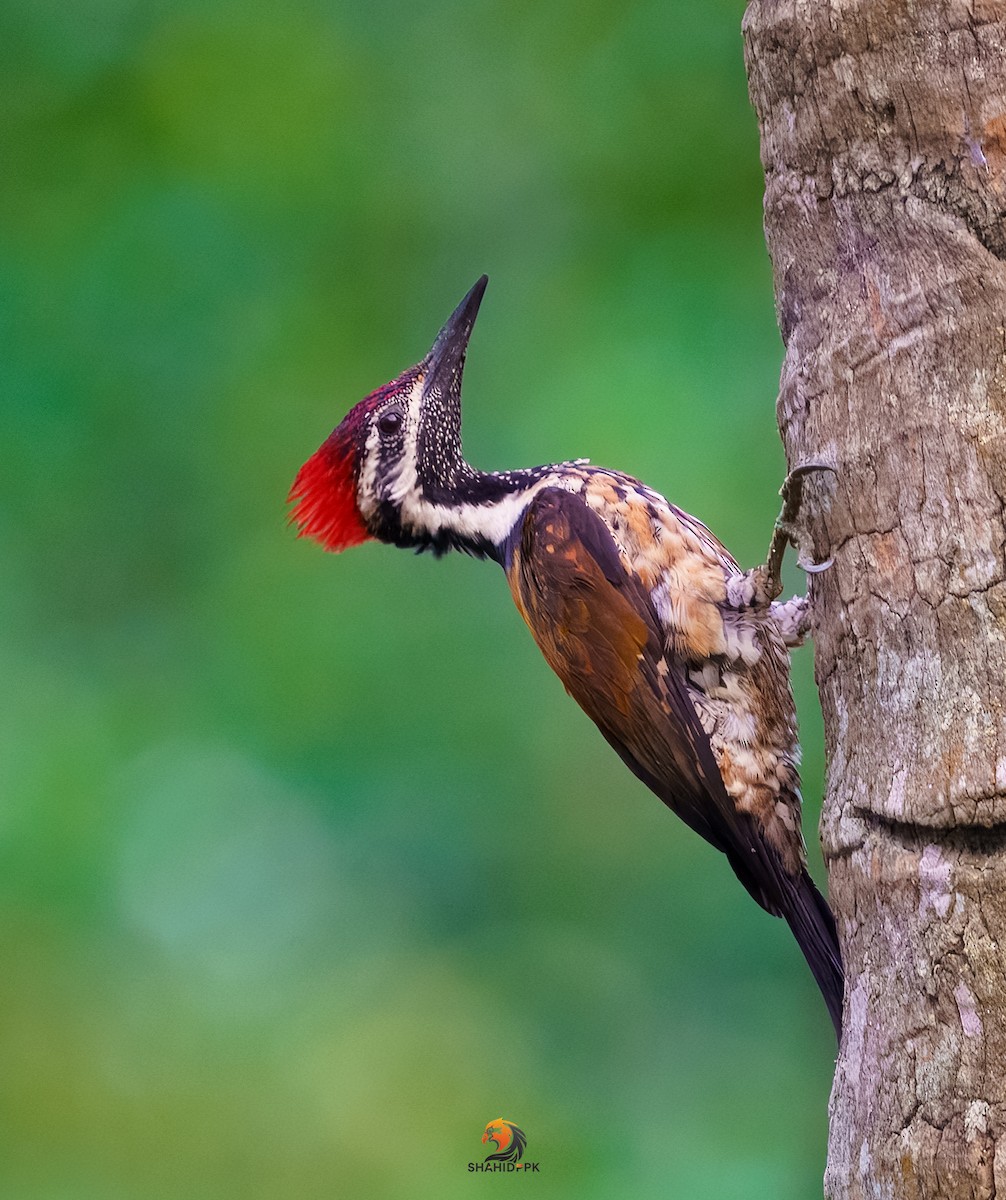 Black-rumped Flameback - ML639614749