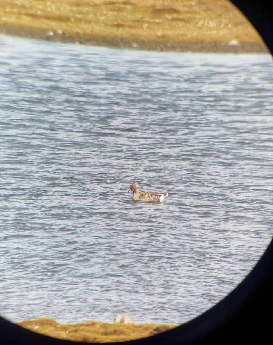 Pink-footed Goose - ML639614821