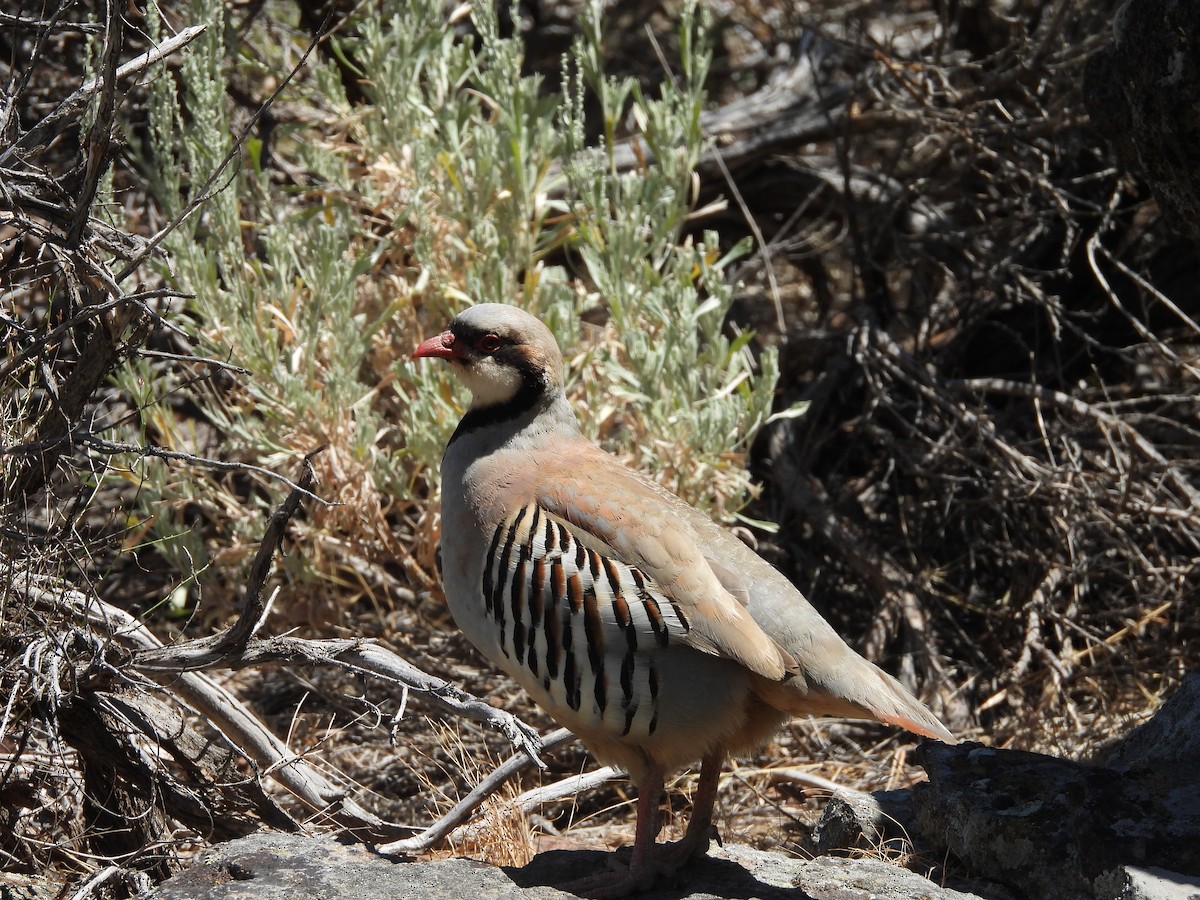 Хахилаг - ML639614822