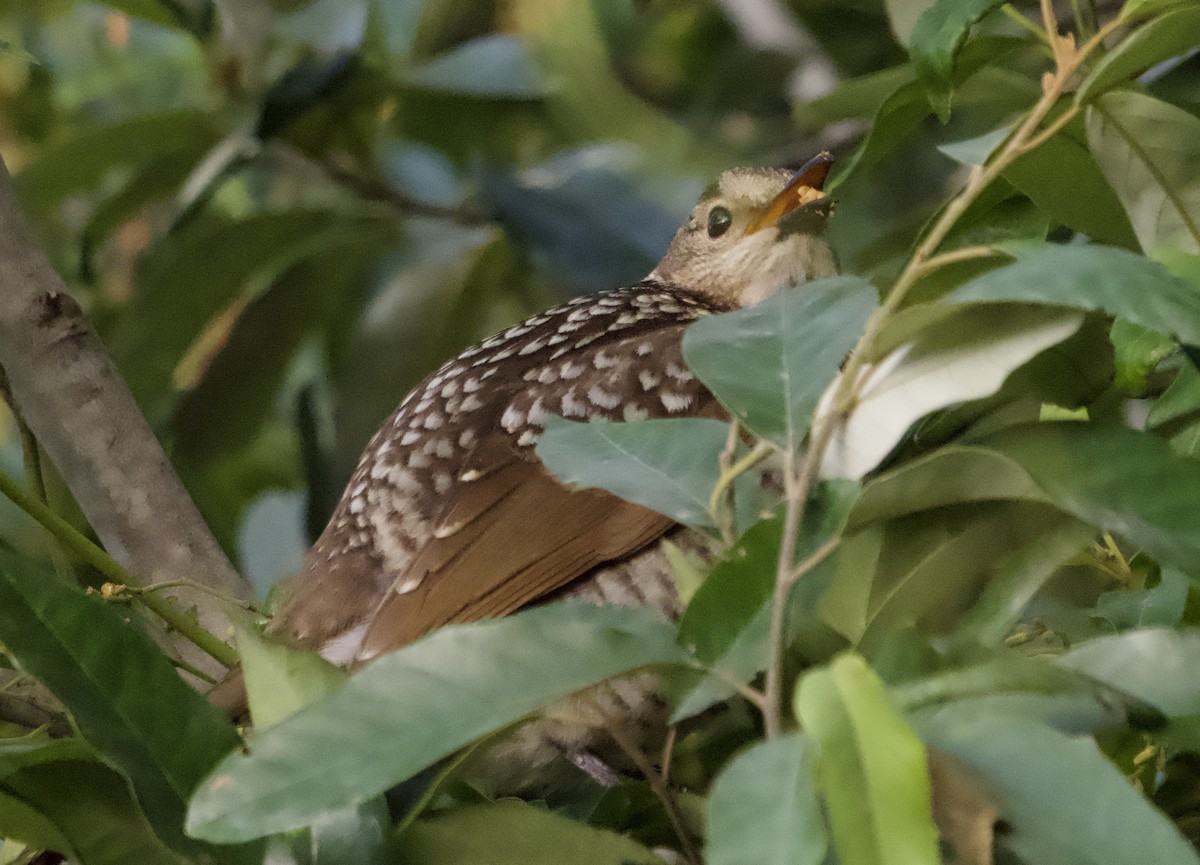 Regent Bowerbird - ML639614869
