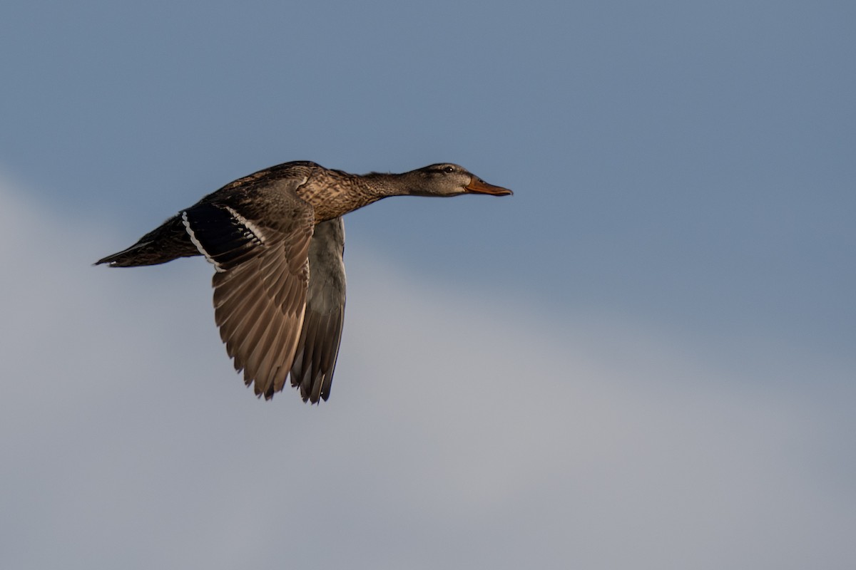 Canard du Mexique - ML639614871