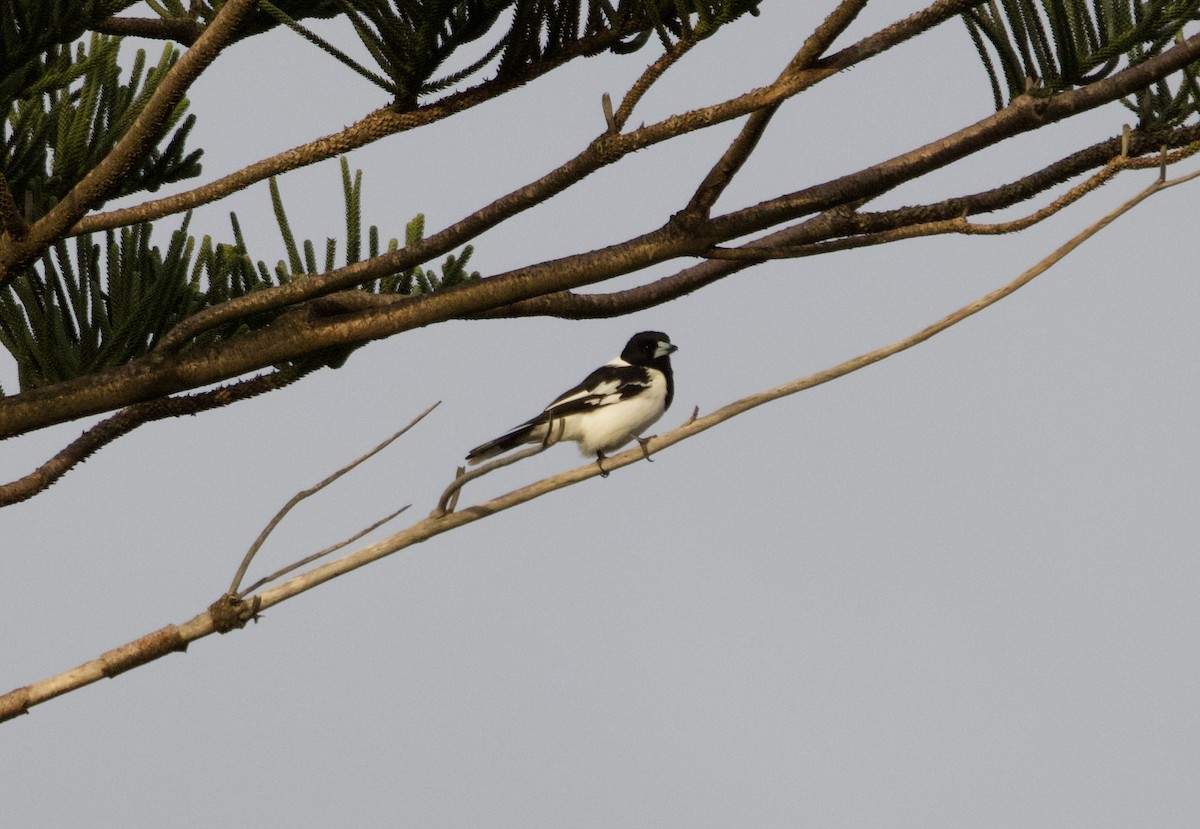 Pied Butcherbird - ML639614884