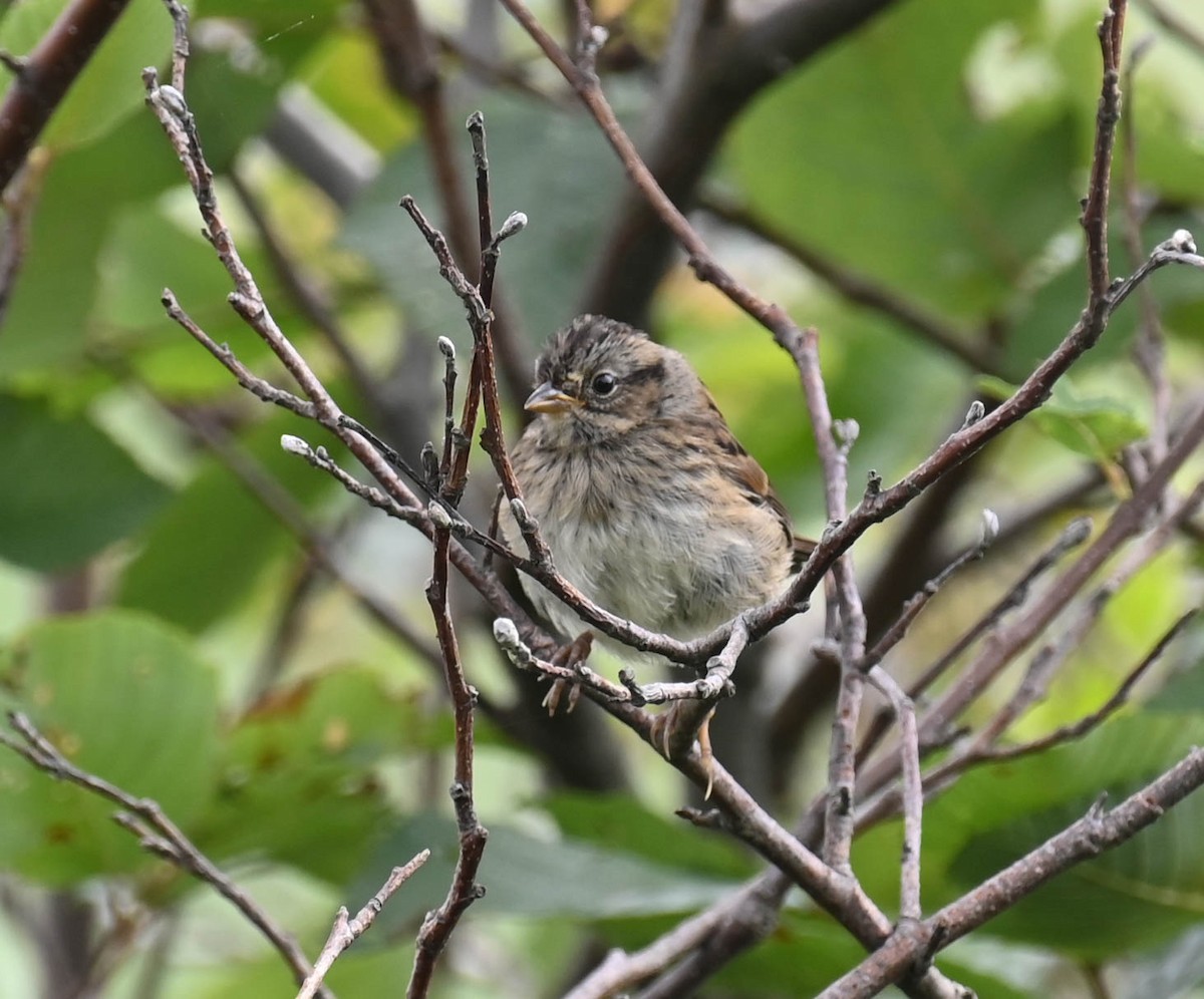 Lincoln's Sparrow - ML639614887