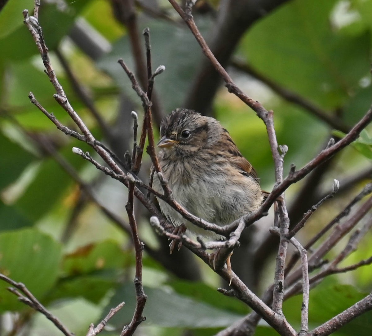 Lincoln's Sparrow - ML639614888