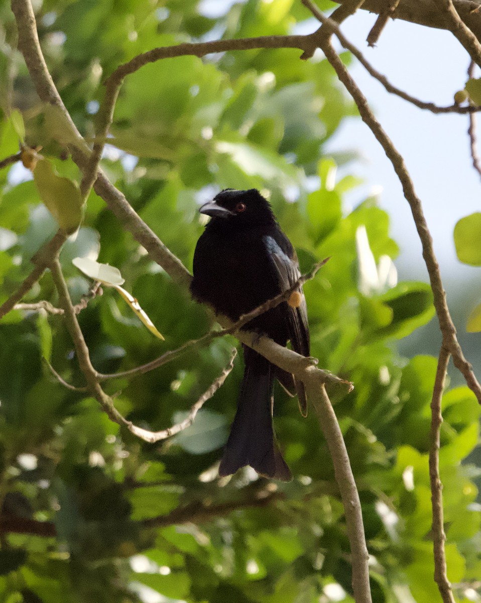 Spangled Drongo - ML639614898