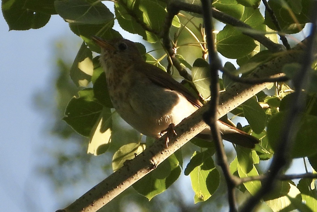 Veery - ML639615055