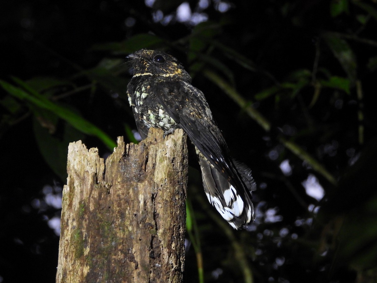 Silky-tailed Nightjar - ML639615070
