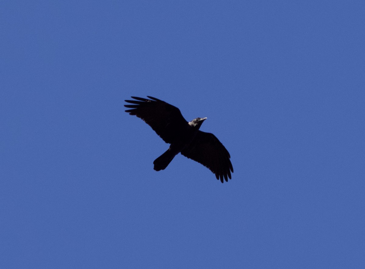 Forest Raven - ML639615112