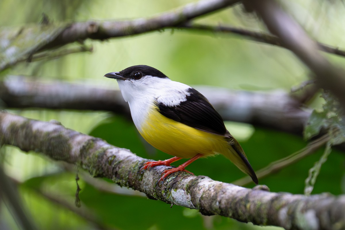 White-collared Manakin - ML639615124