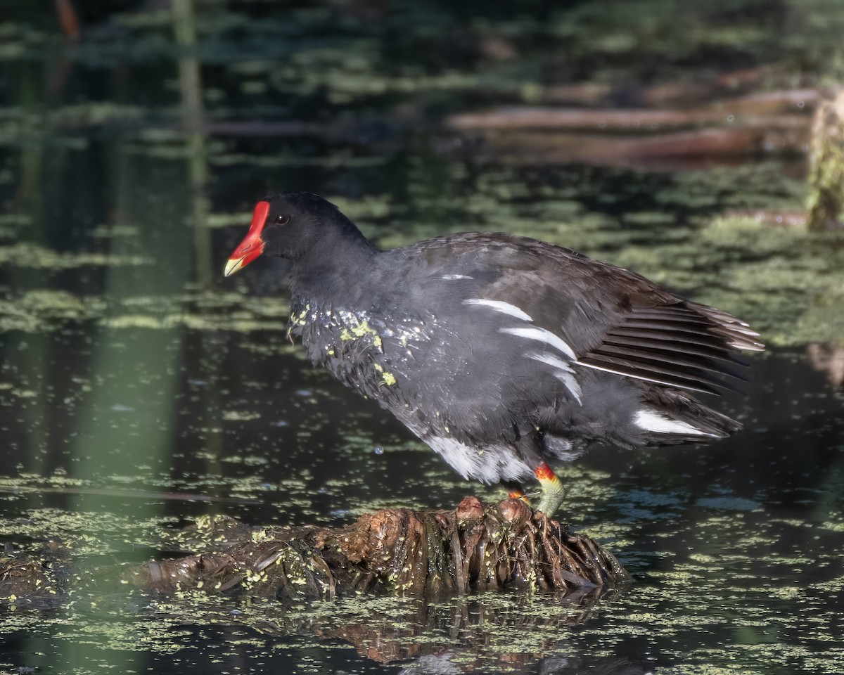 Common Gallinule - ML639615149