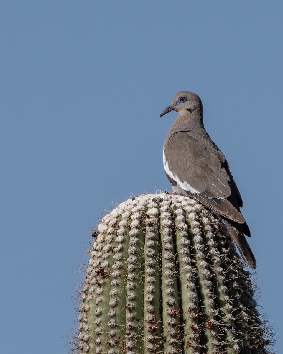 White-winged Dove - ML639615191
