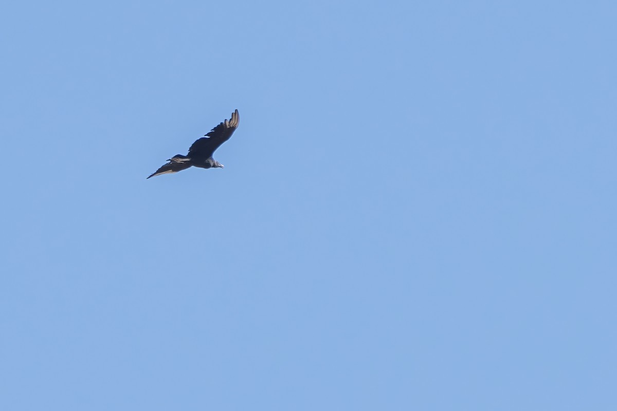 Black Vulture - ML639615194