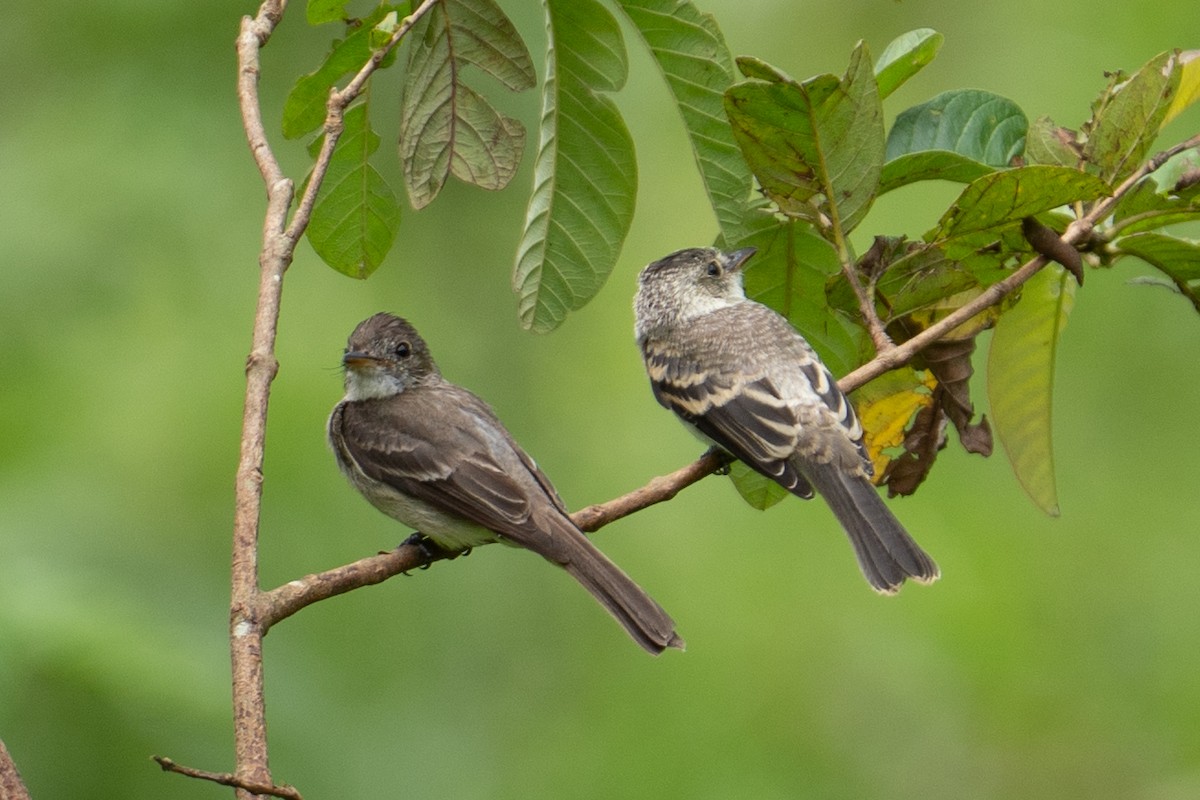 Northern Tropical Pewee - ML639615195