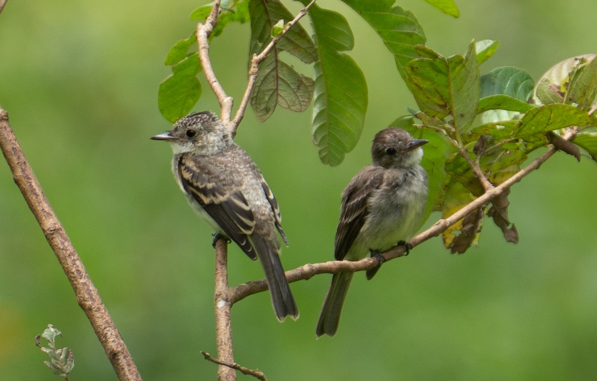 Northern Tropical Pewee - ML639615196