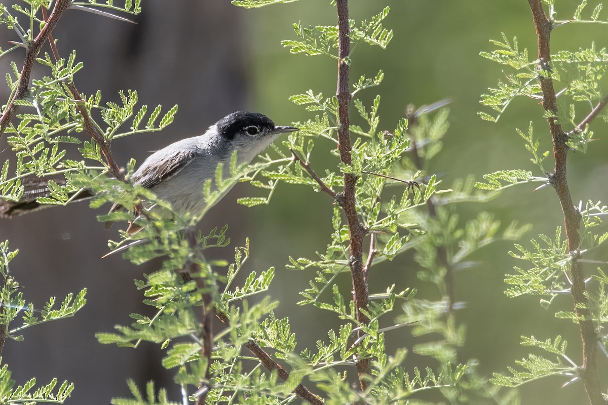 Black-tailed Gnatcatcher - ML639615199
