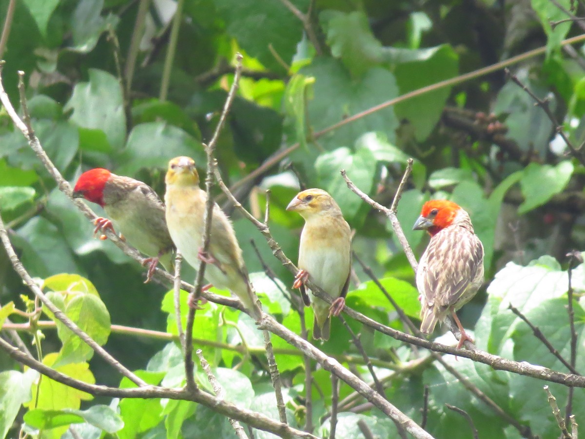 Red-headed Quelea - ML639615200