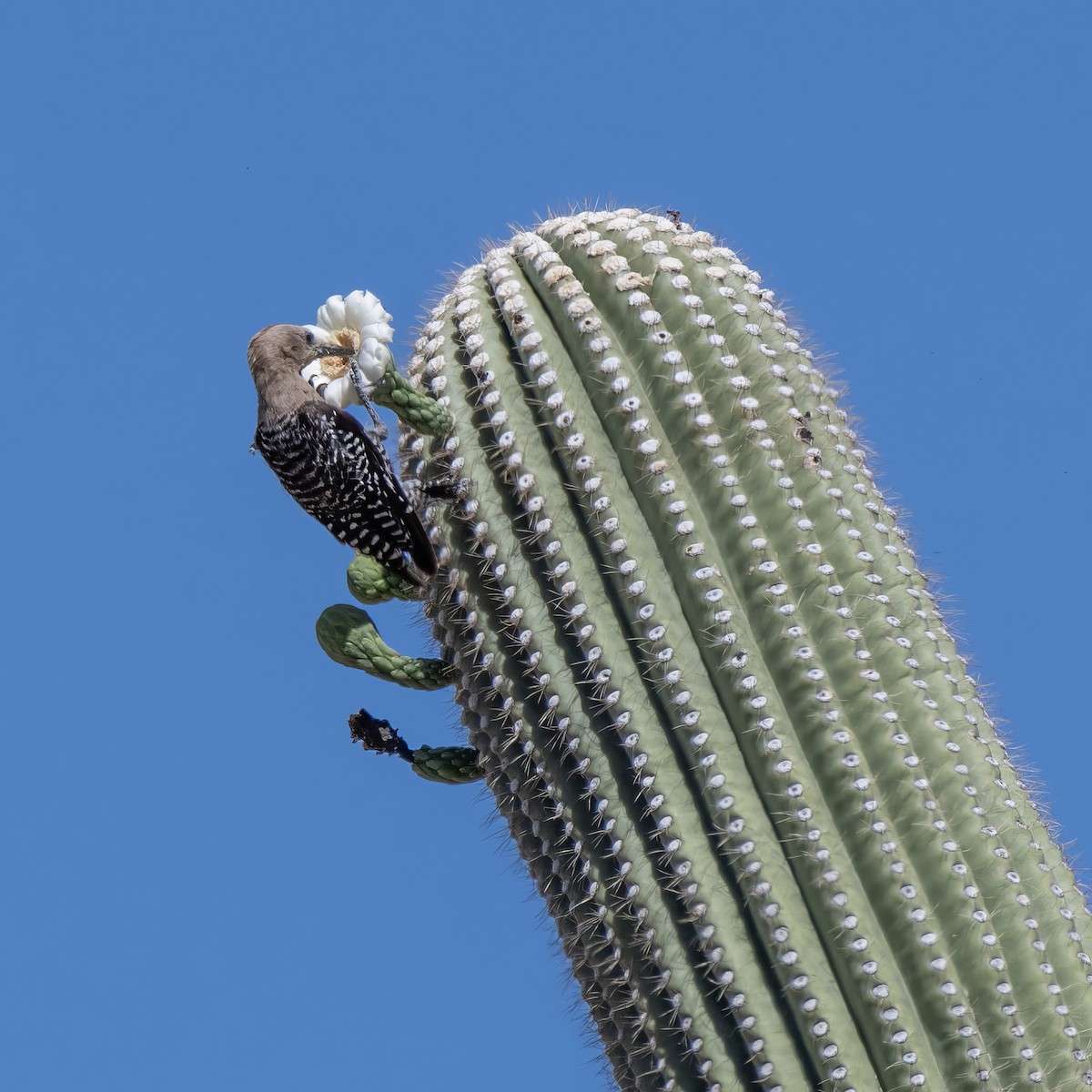 Gila Woodpecker - ML639615204