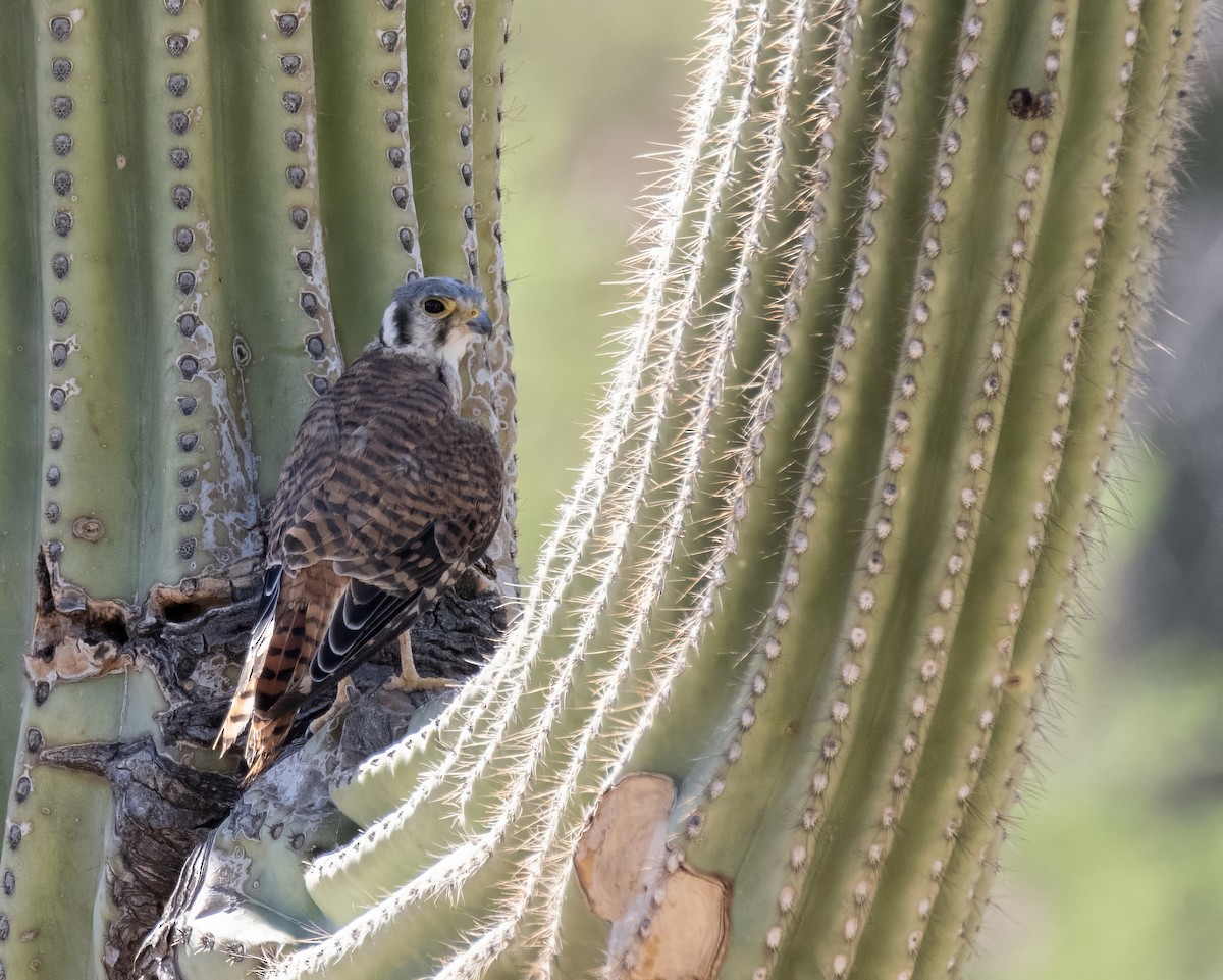 American Kestrel - ML639615214