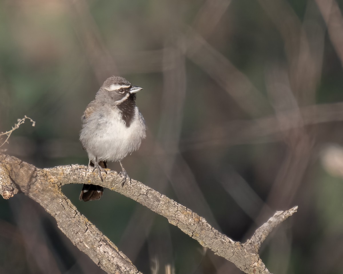 Black-throated Sparrow - ML639615217