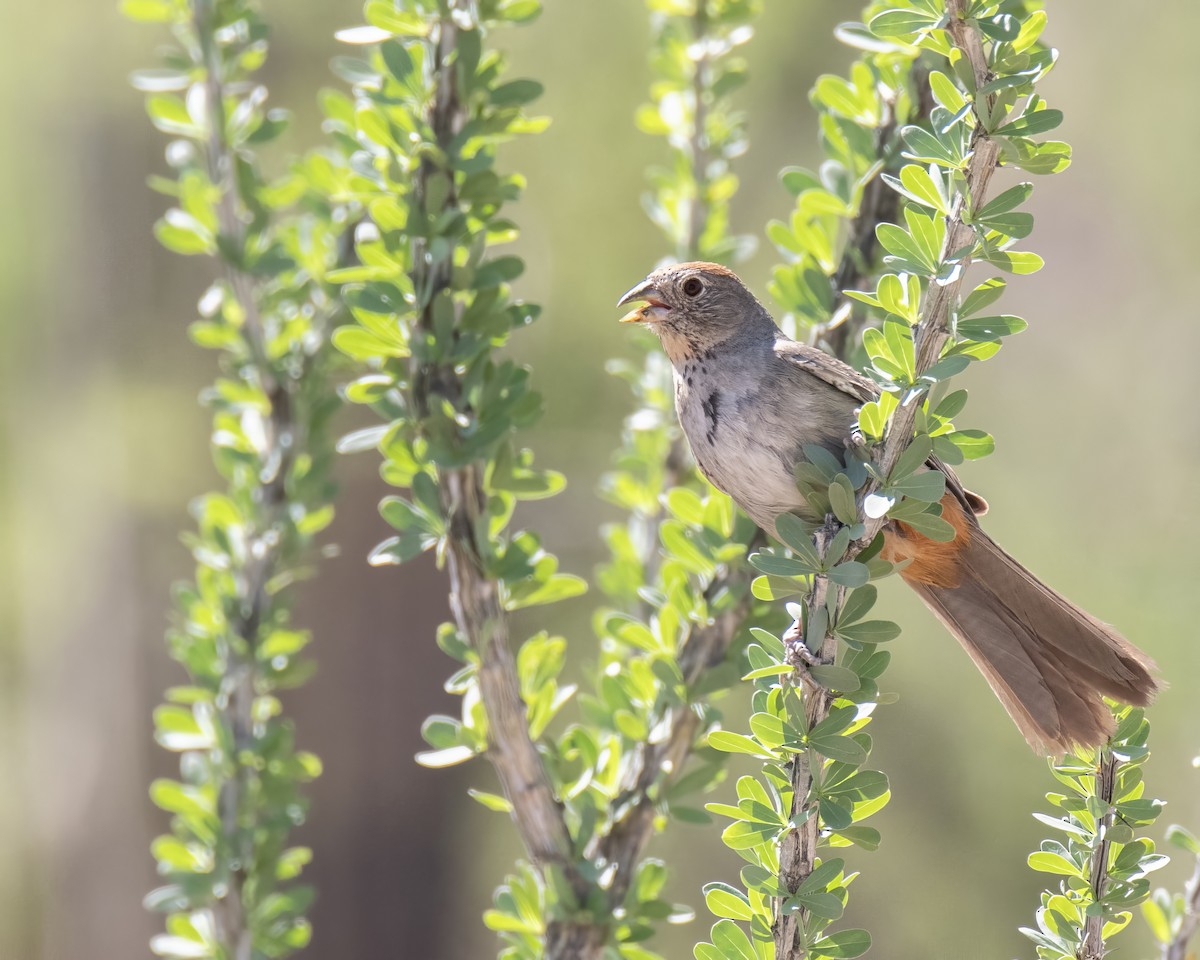 Canyon Towhee - ML639615222