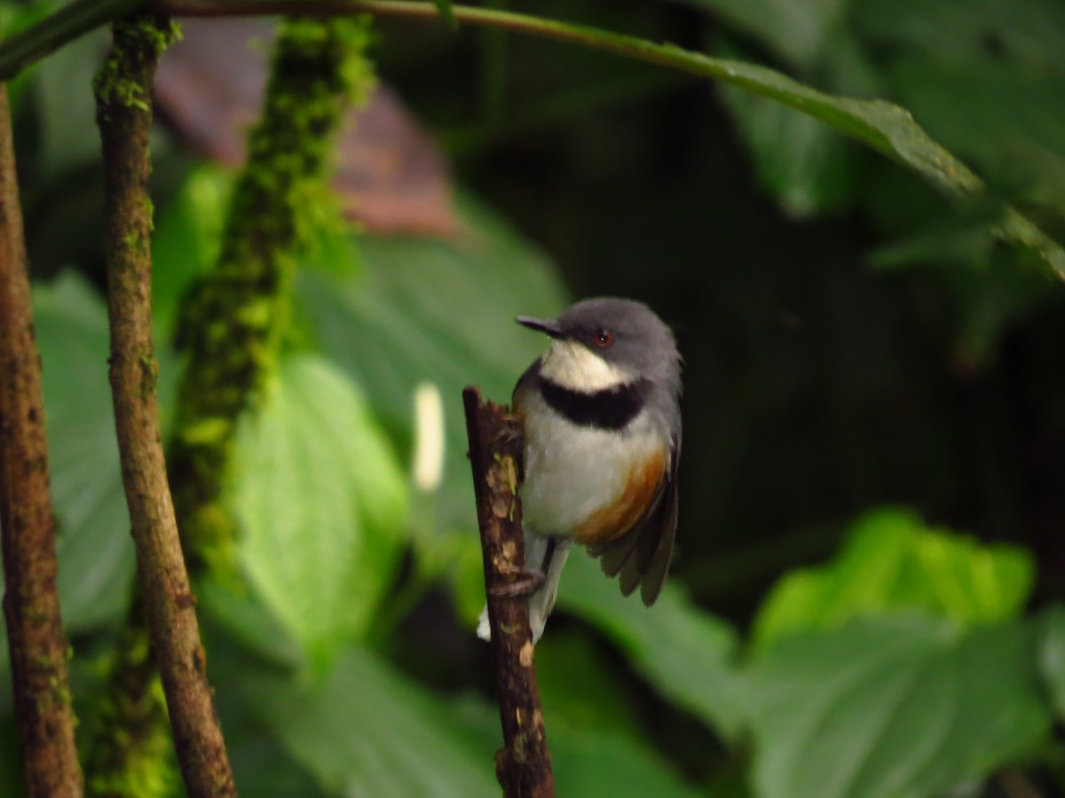 Apalis à col noir - ML639615227