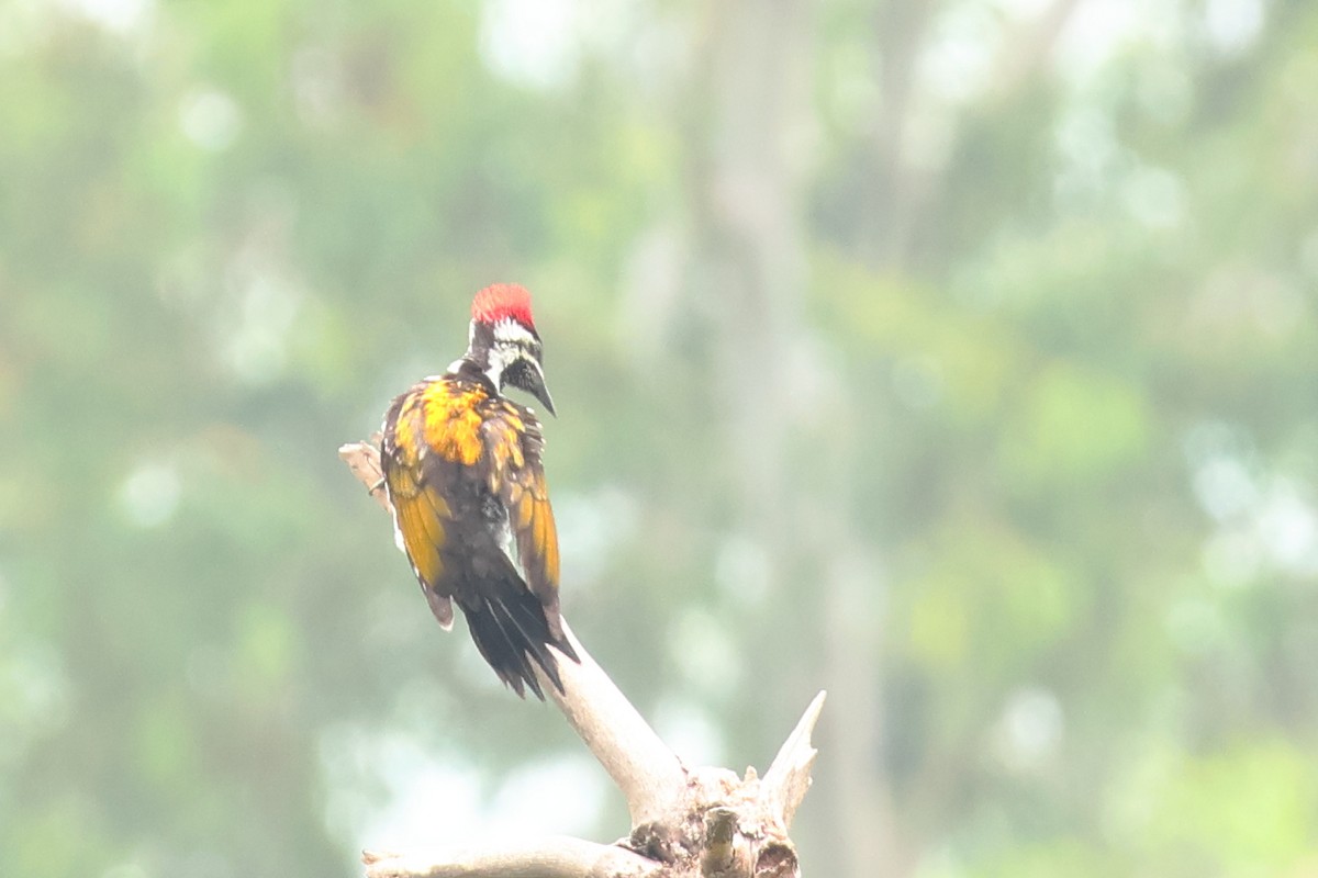 Black-rumped Flameback - ML639615234