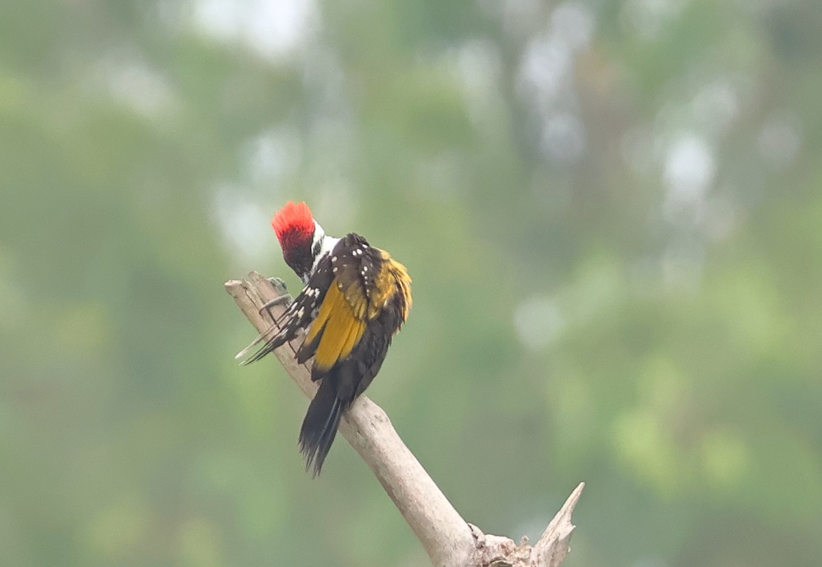 Black-rumped Flameback - ML639615235