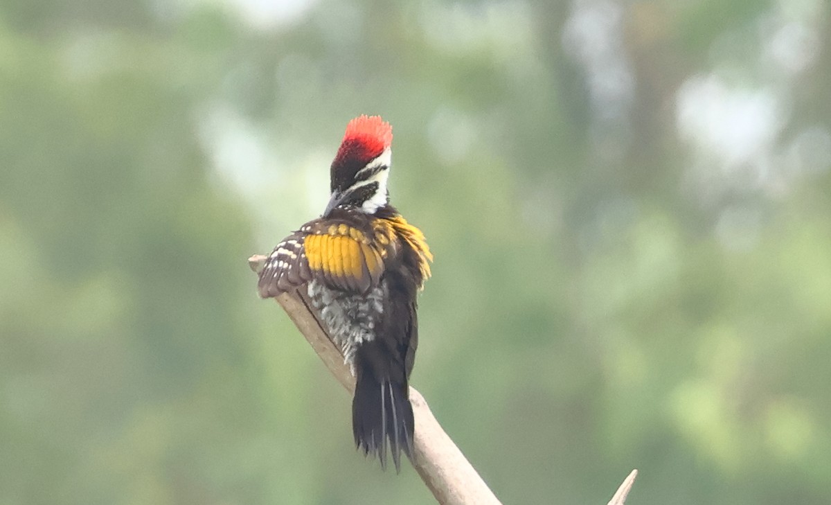Black-rumped Flameback - ML639615236