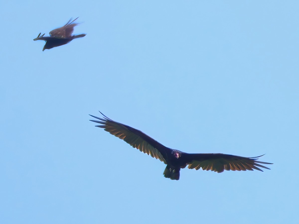 Turkey Vulture - ML639615241