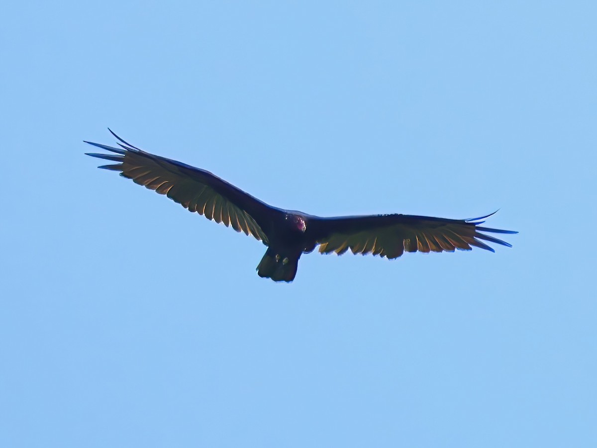 Turkey Vulture - ML639615242