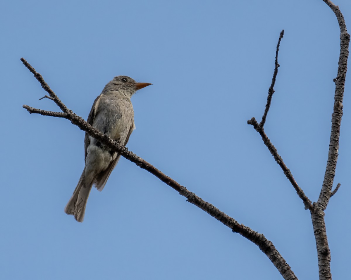 Greater Pewee - ML639615345