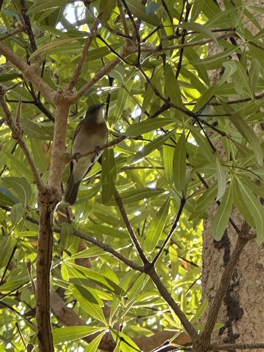 Rufous-banded Honeyeater - ML639615462
