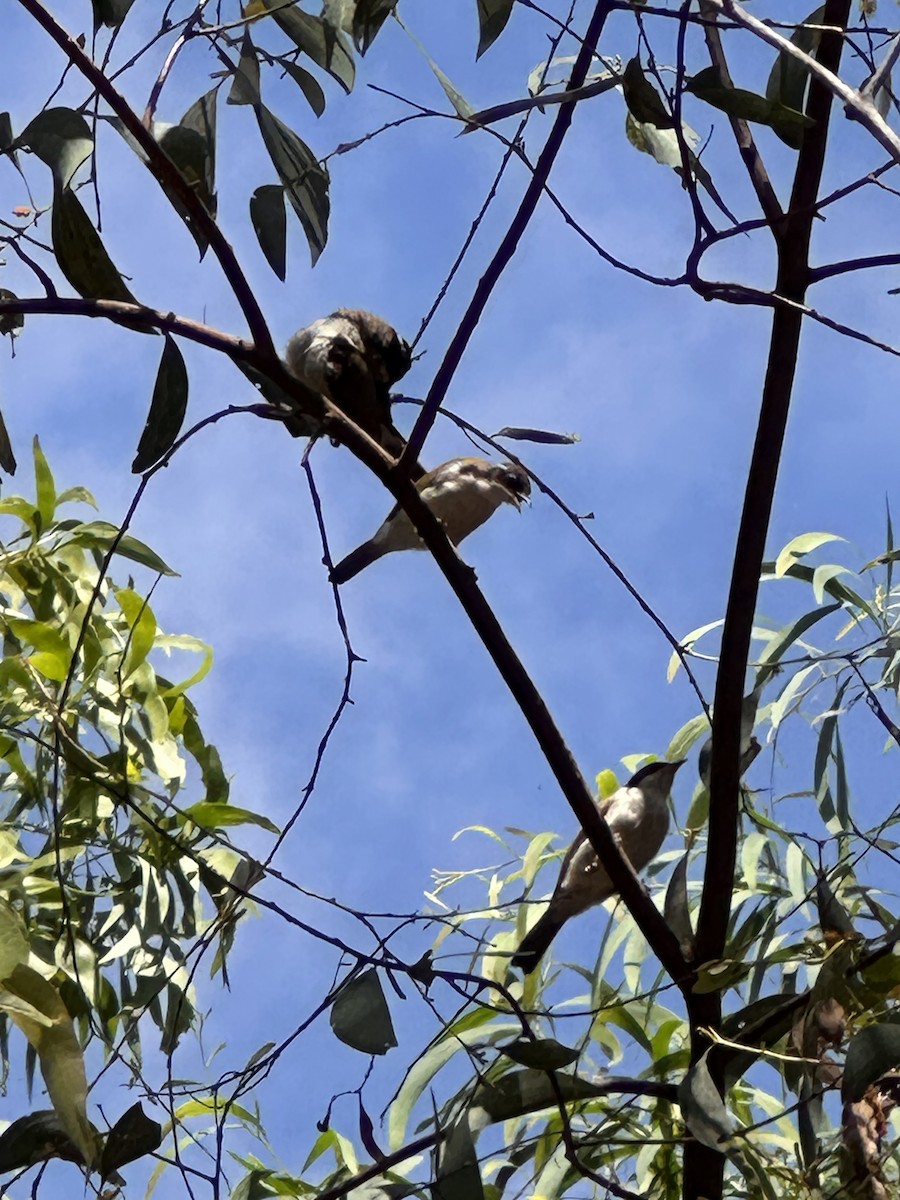 White-throated Honeyeater - ML639615470