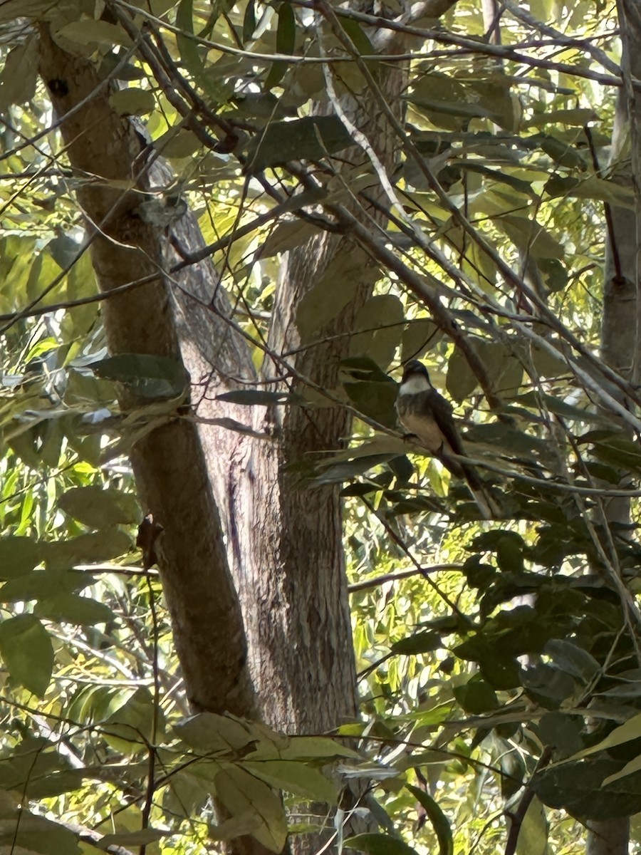 Northern Fantail (Northern) - ML639615478